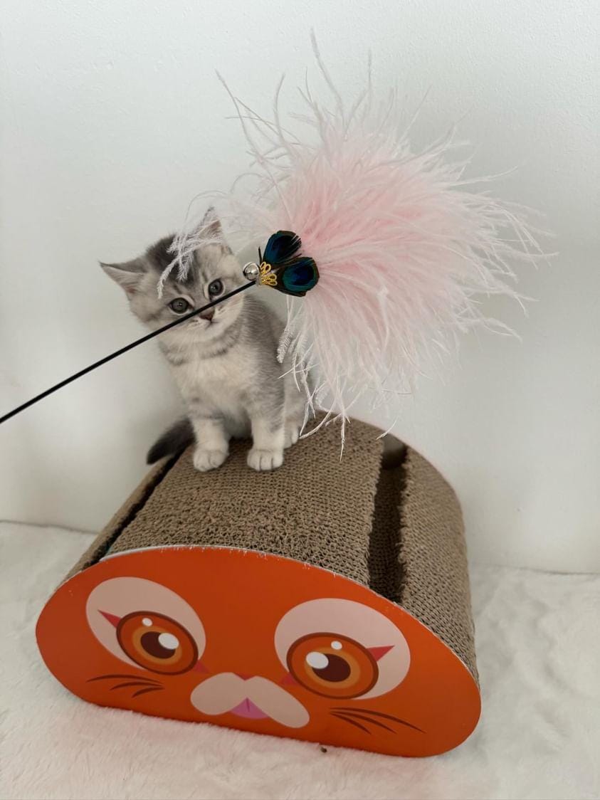 Angelrute für Katzen mit Federn – Spielangel für Katzen