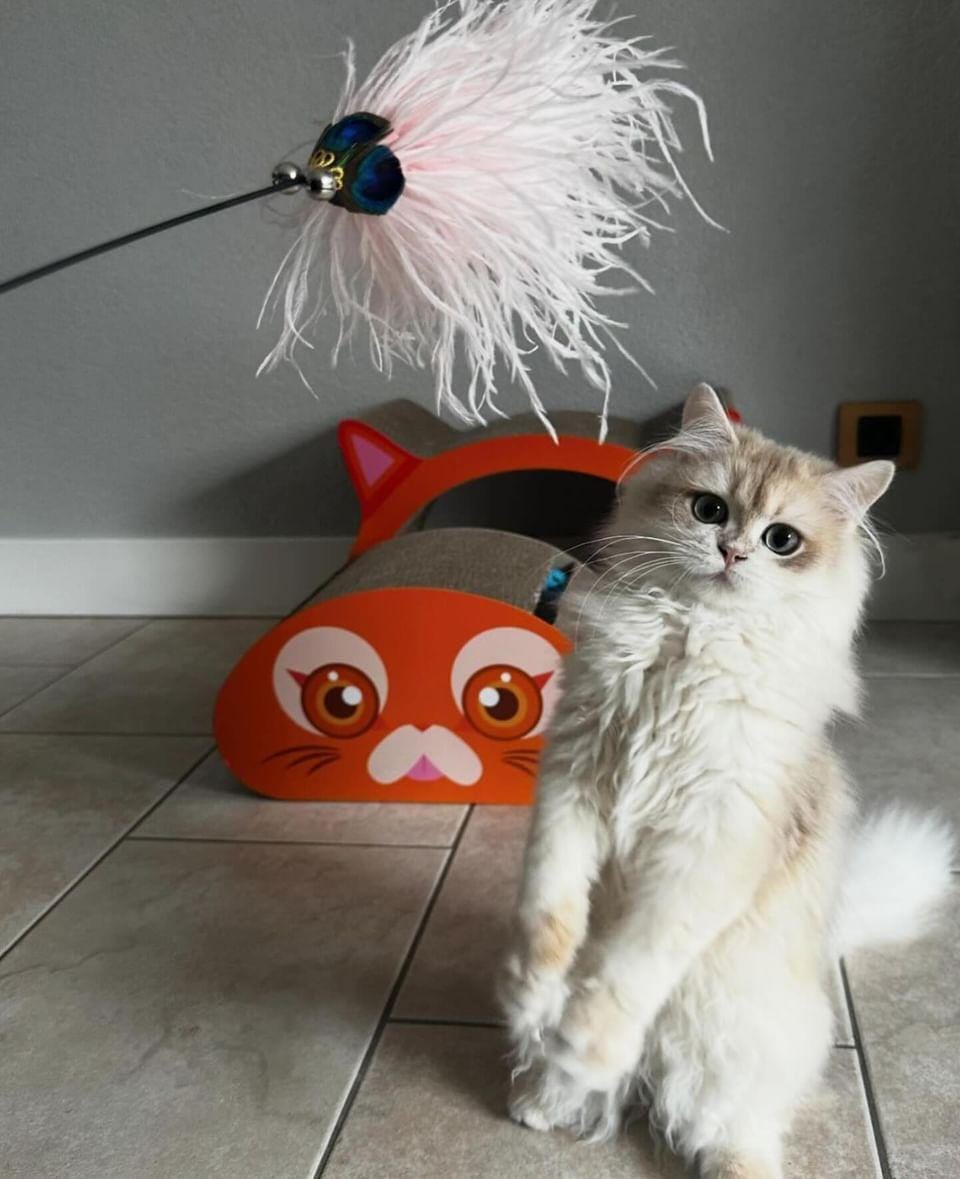 Angelrute für Katzen mit Federn – Spielangel für Katzen