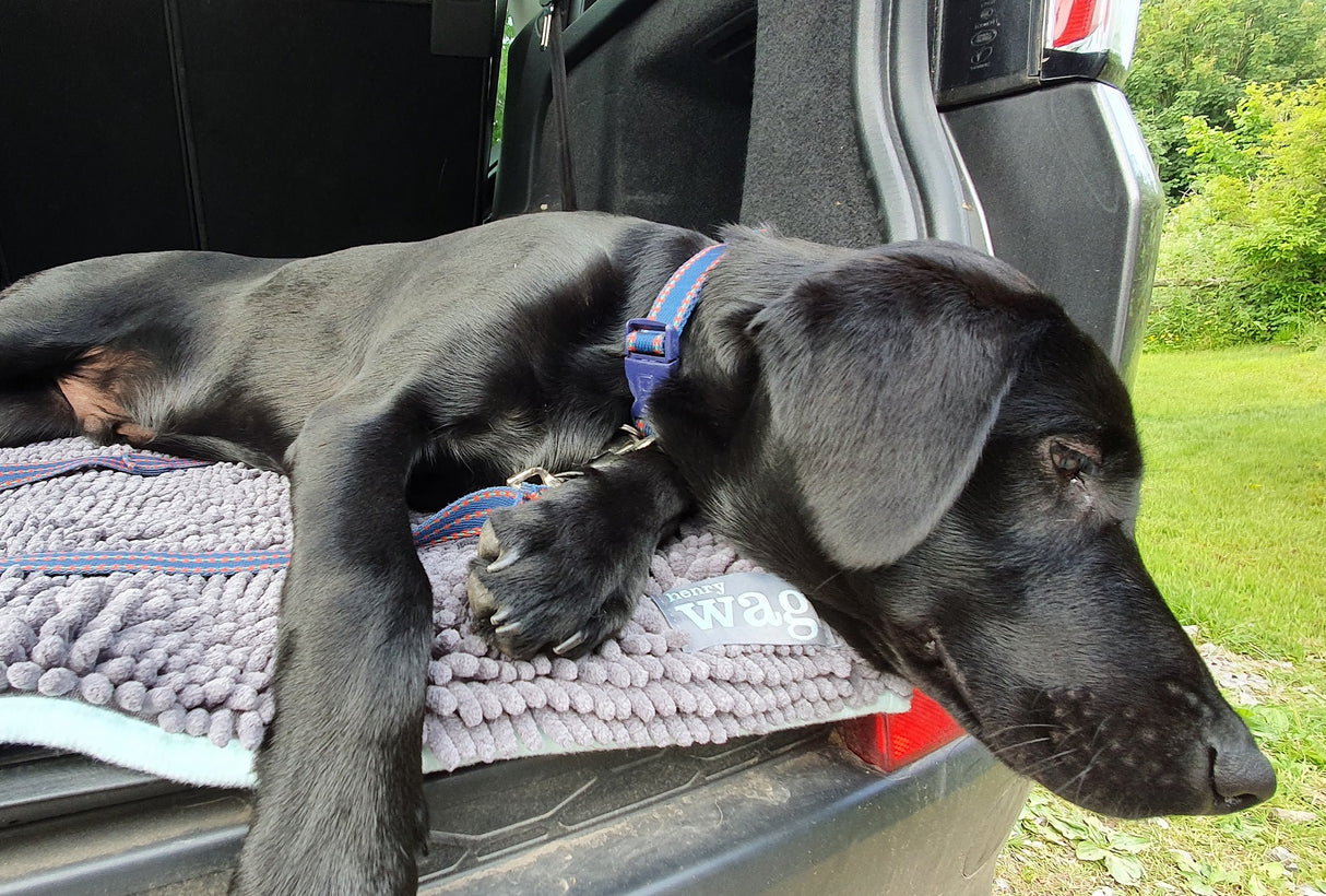 Henry Wag Mikrofaser-Trockenmatte für Haustiere – XL