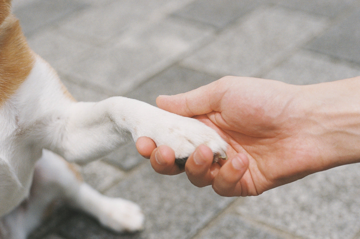 Pfotenpflege für Katzen und Hunde – Pfotenbalsam aus der Quetschtube – 50 ml