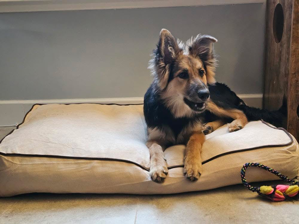 Rudy Hundekissen – Beige & Braun – Rutschfest