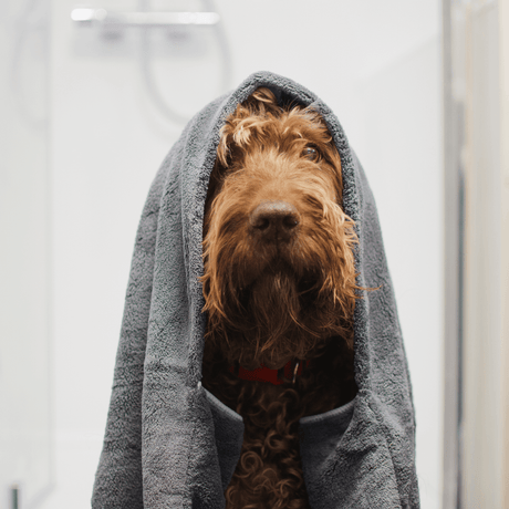 Herfst essentials voor honden en katten: Houd je huisdier droog en schoon in regenachtig weer