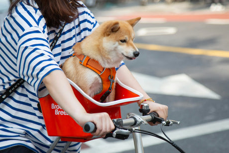 Nieuw! Hondenfietsmand Canine Copilot van Brooke & Breeze SpirePets