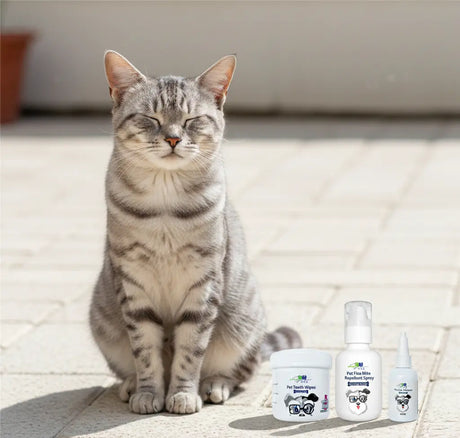 Bescherm je hond en kat tegen teken en vlooien in de lente SpirePets