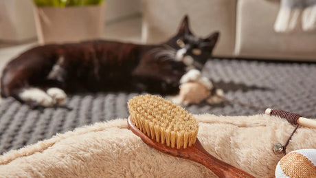 Verharingsseizoen bij honden en katten - Tips & verzorging SpirePets