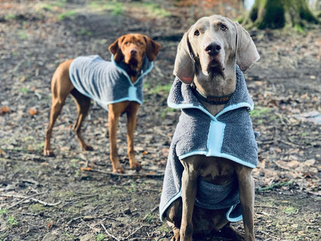 Henry Wag Mikrofaser-Hundebademantel – Trockenjacke für Hunde – Größe XL