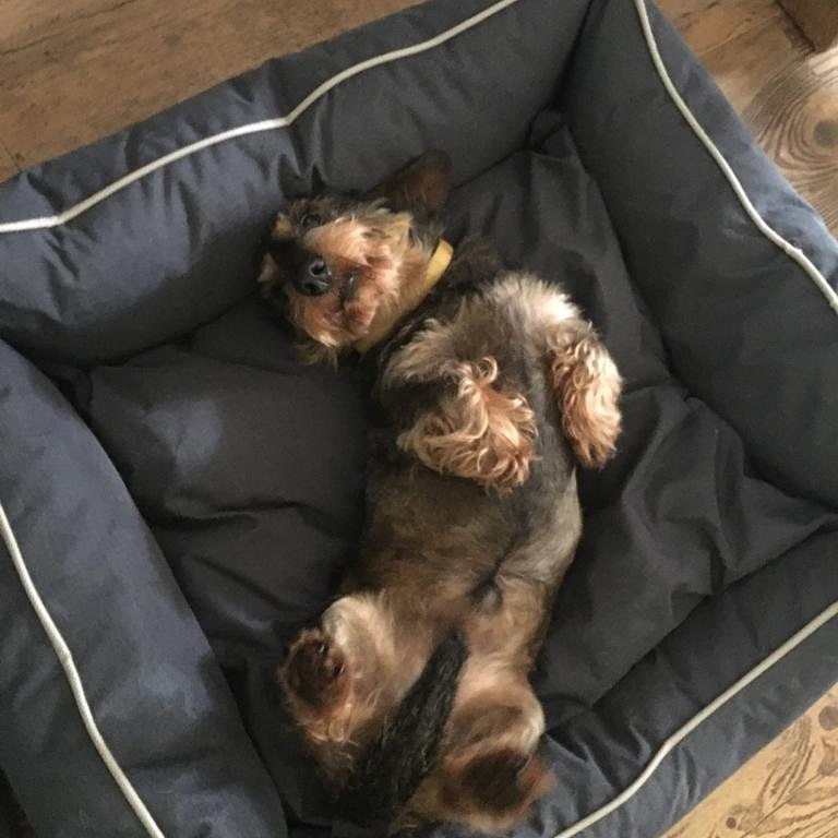 Bora Hundekorb - Haustierbett Größe S