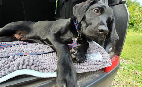 Henry Wag Microvezel Noodle Huisdier Mat - XL droogmat hond - SpirePets