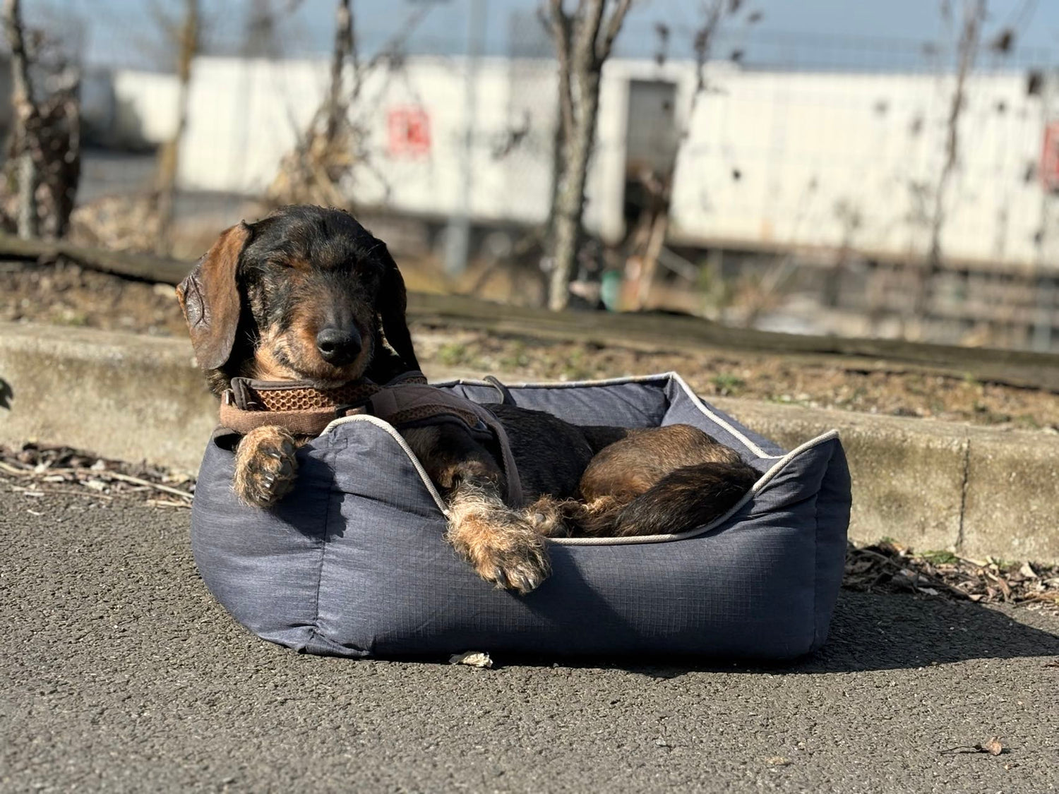 Bora Hundekorb - Haustierbett Größe S