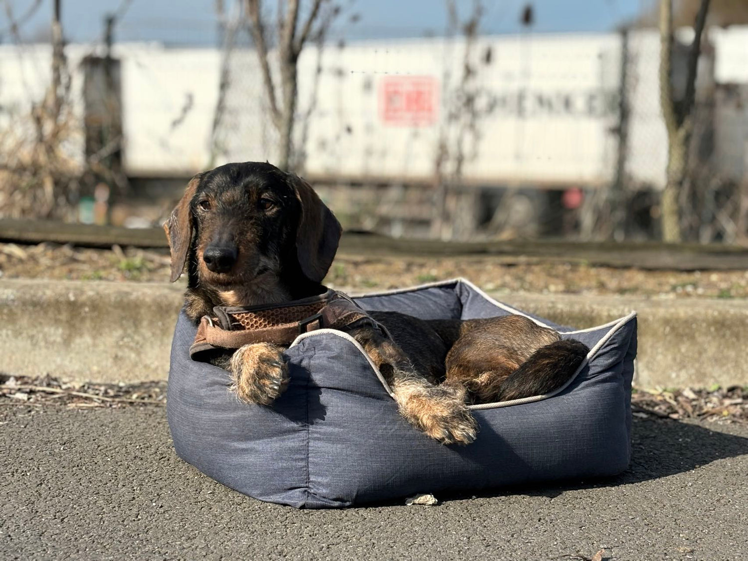 Bora Hundekorb - Haustierbett Größe S