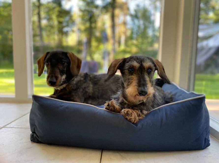 Bastiaan Haustierkorb für Katzen oder Hunde, Größe L