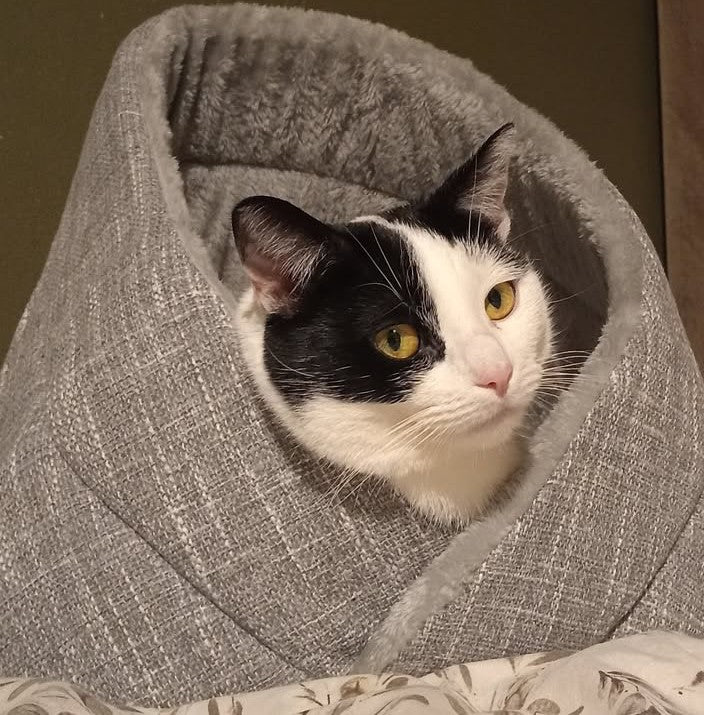 Momo Katzenbett - Katzenkorb