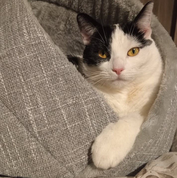 Momo Katzenbett - Katzenkorb