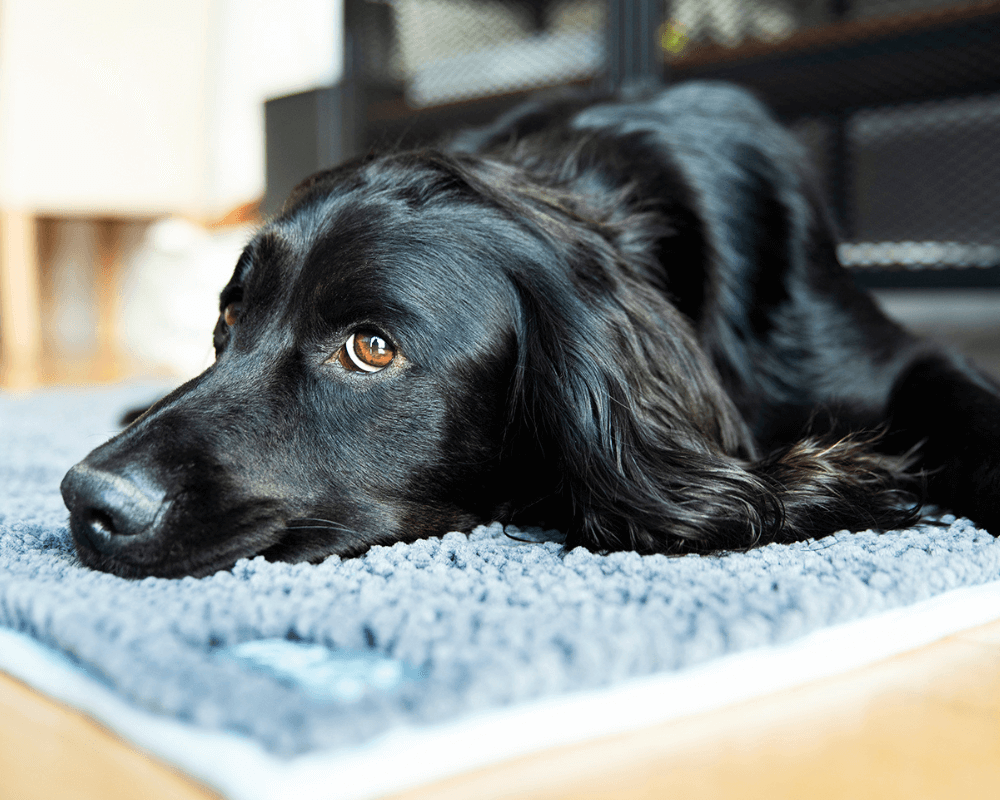 Henry Wag honden droogzak - microvezel - Maat S