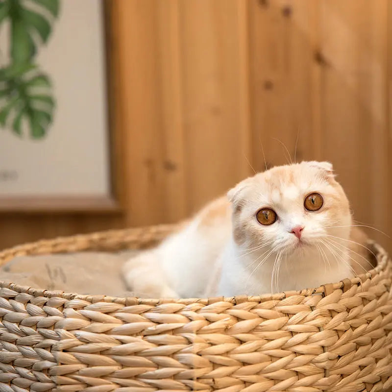 Kattenboom - krabpaal - kattenhuis - kattenmand met speeltje - SpirePets