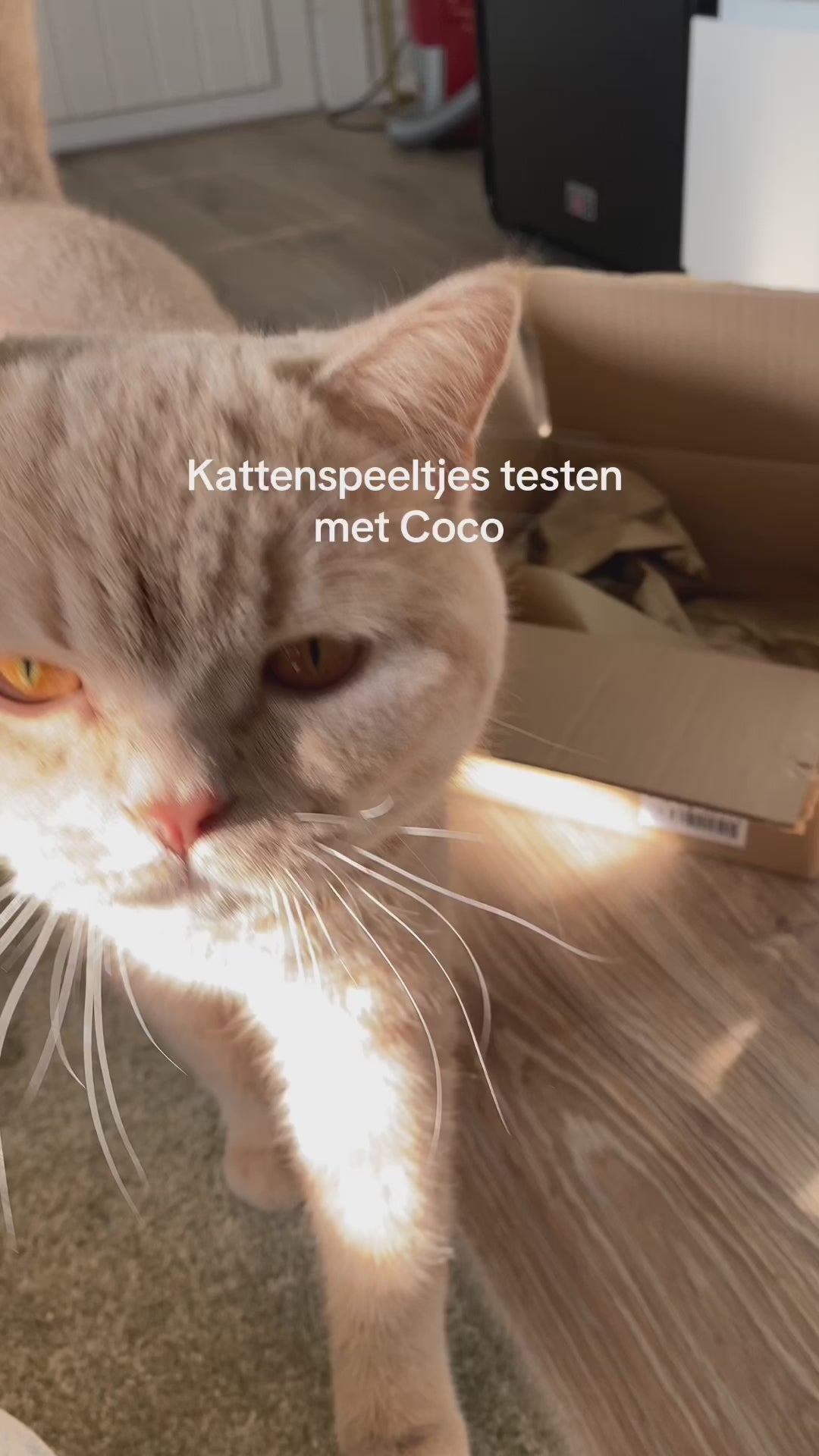 Kattenspeelgoed - konijn ontwerp - duurzame materialen - handgemaakt